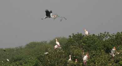 Painted Stork with nesting material